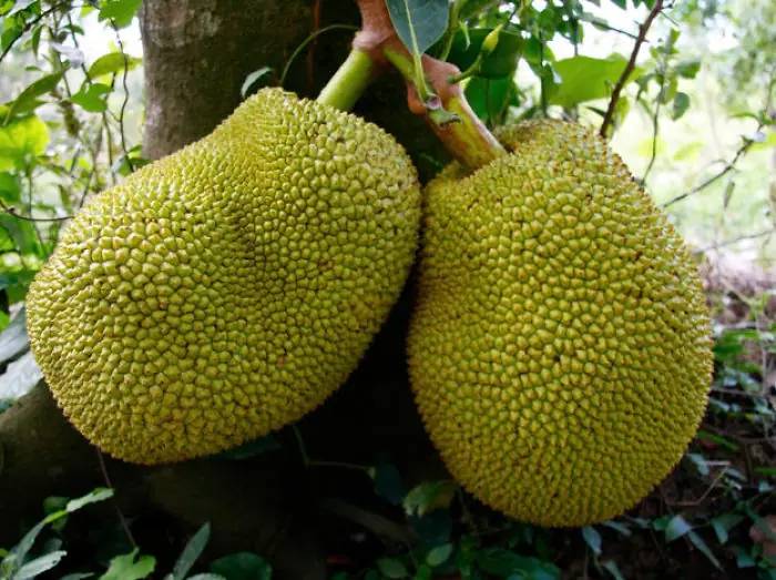 guanabana