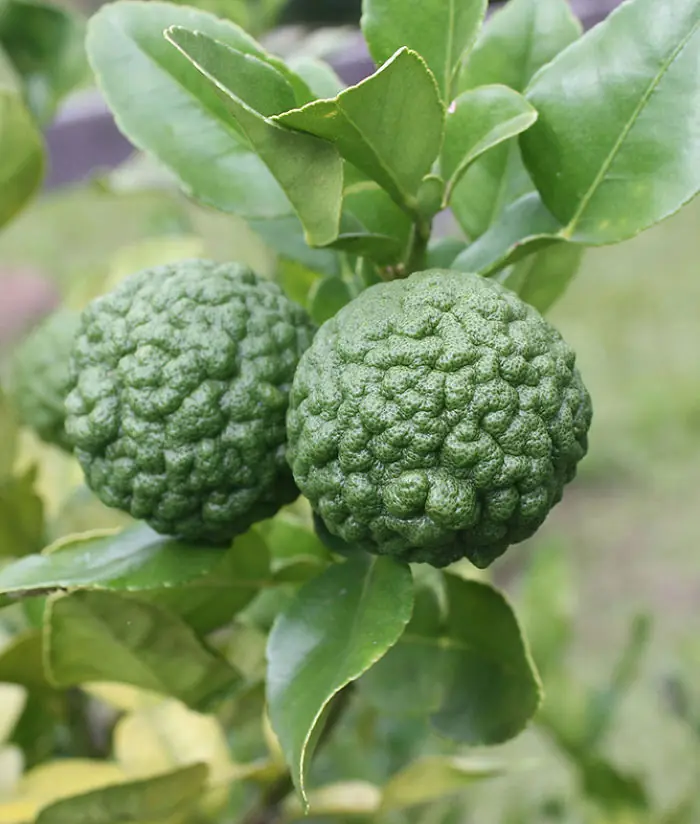 Top 25: Frutas Raras
