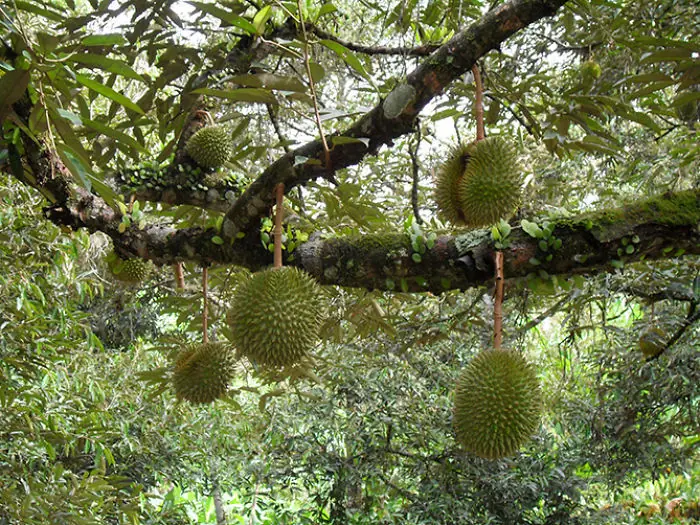 frutas