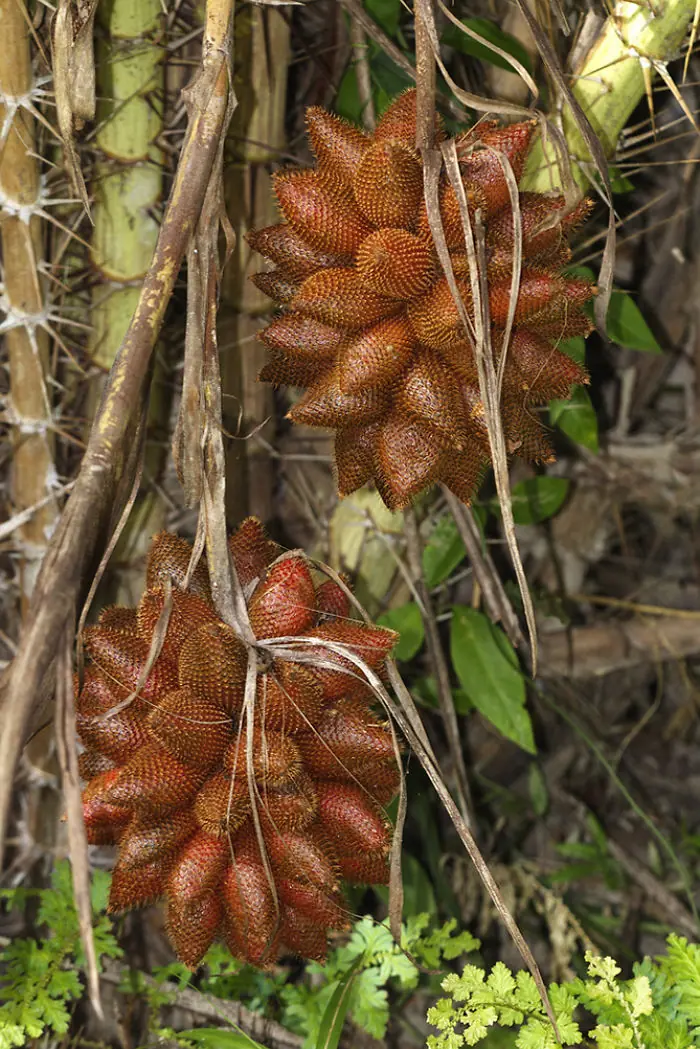 raras