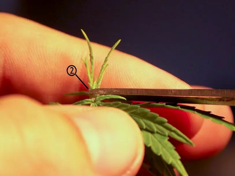 marihuana
