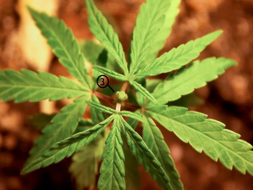 cannabis