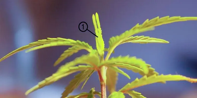 Técnicas de poda para Marihuana