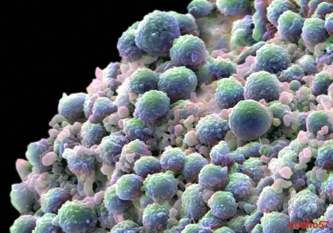 nanotubes