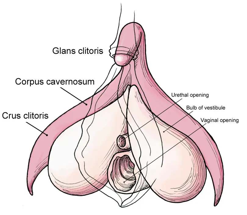 El Tamaño Importa, Pero No El Del Pene, El Del Clítoris