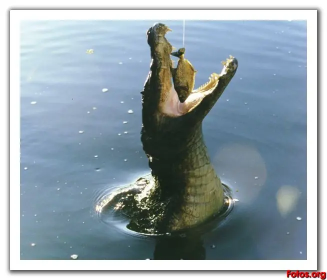 Animales