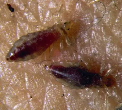insectos