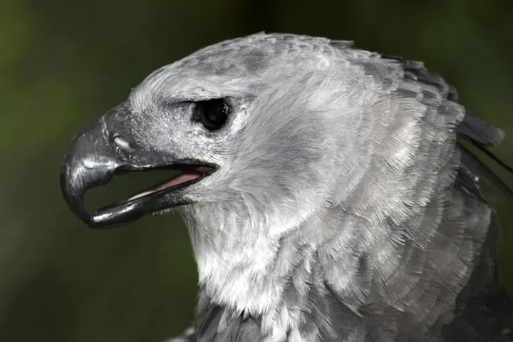 harpia