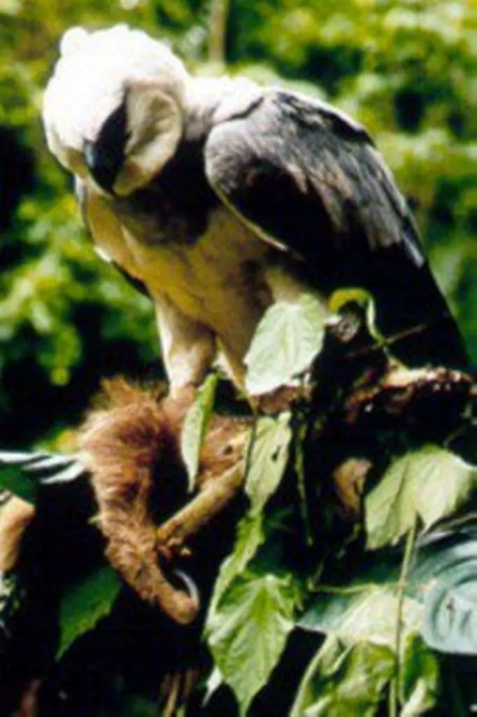 ¿La conoces? - Águila Harpia