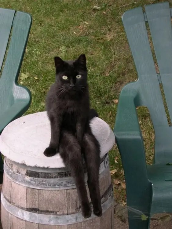 27 Gatos Que Se Sentaron De Forma Épica.