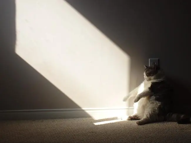27 Gatos Que Se Sentaron De Forma Épica.
