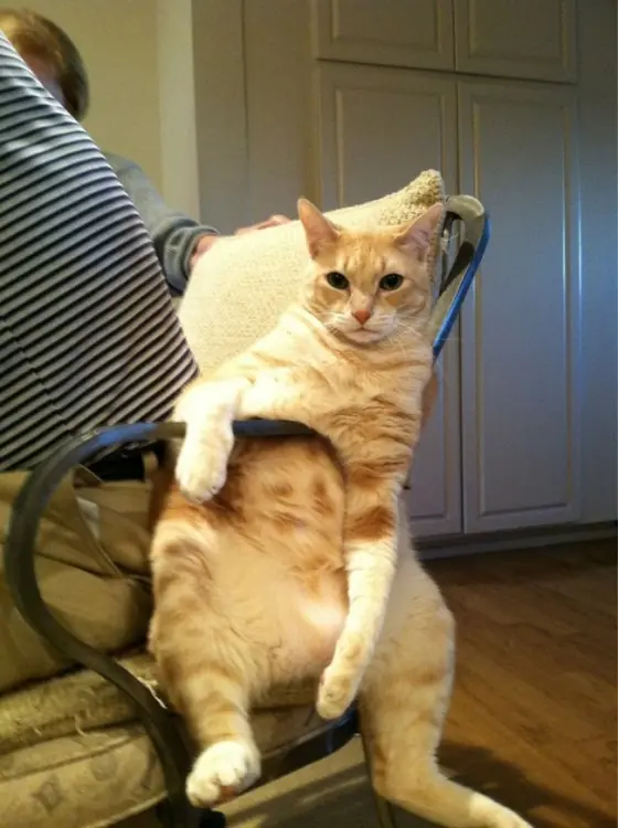 27 Gatos Que Se Sentaron De Forma Épica.