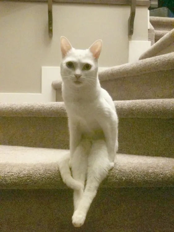 Gatos