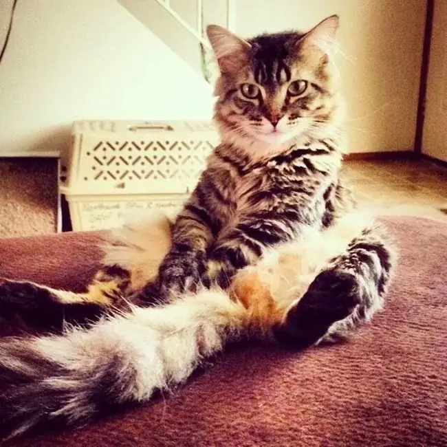 Gatos
