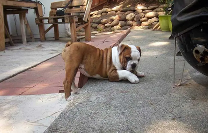 Estos animales son mas facheros que vos y te lo muestro