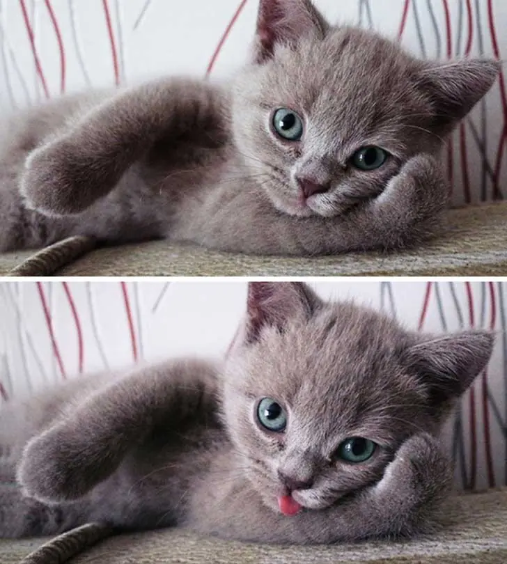 belleza