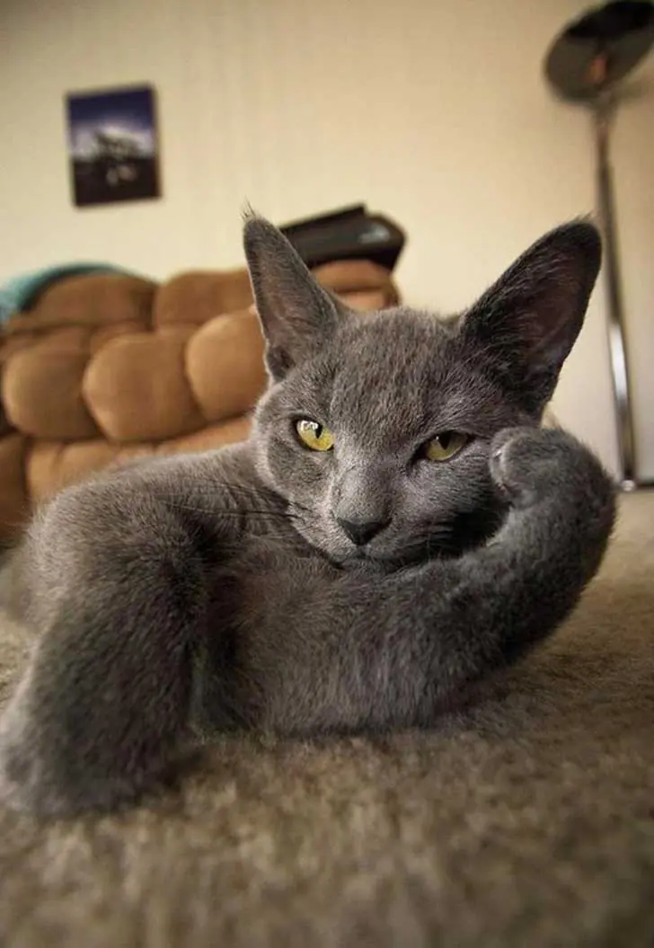 Estos animales son mas facheros que vos y te lo muestro