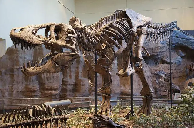 trex