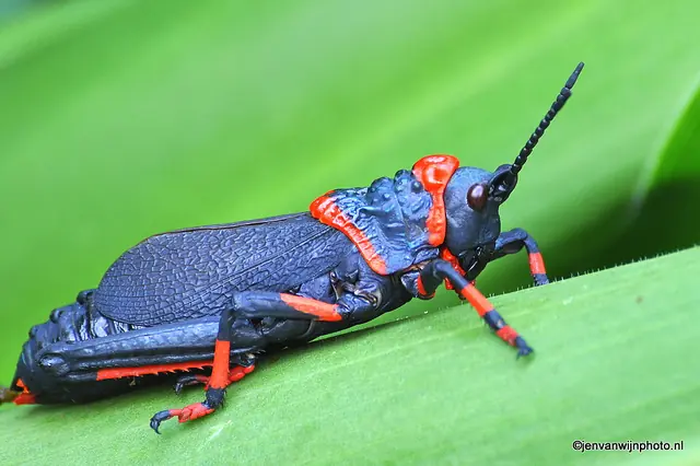 insecto palo