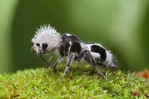 insectos