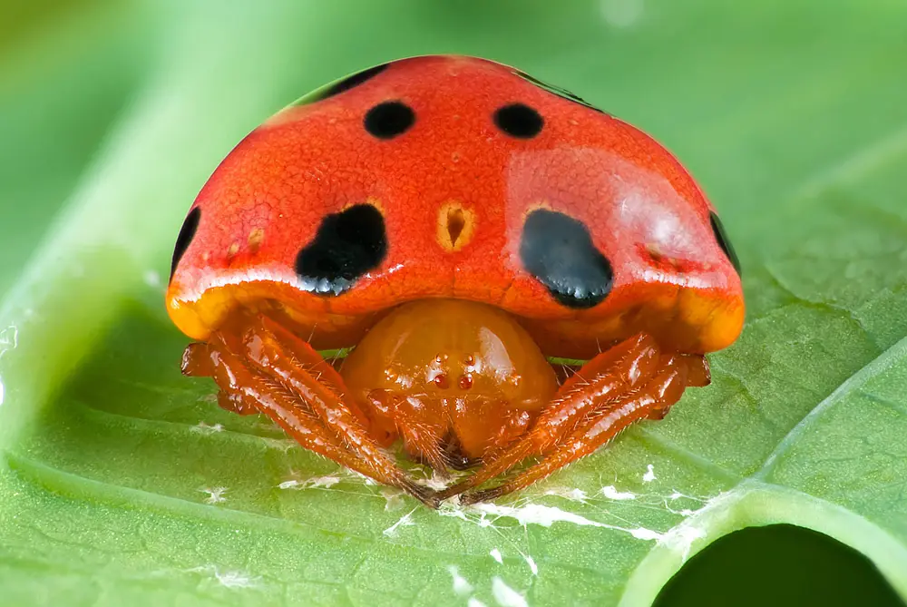 insecto palo