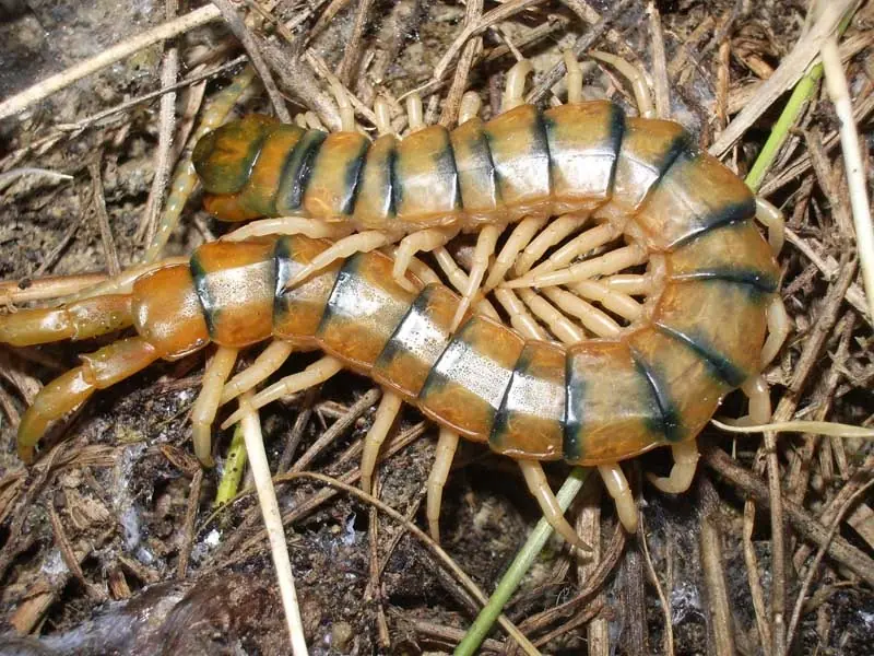 insectos