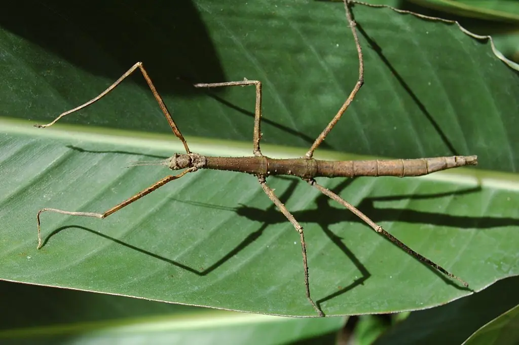 insectos raros