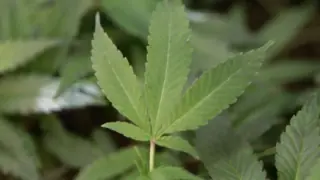 La Marihuana Lleva A Las Células Cancerosas Al Suicidio