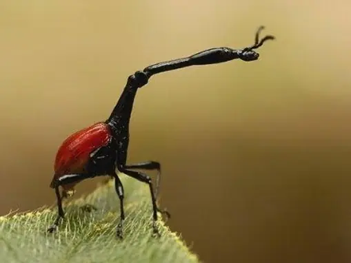 aracnidos