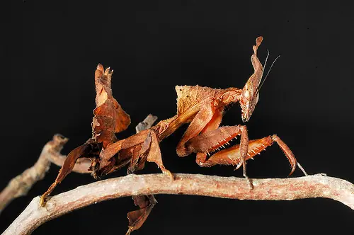 aracnidos
