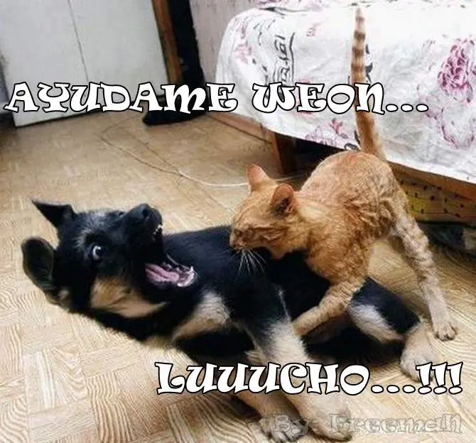 El perro de "Lucho"