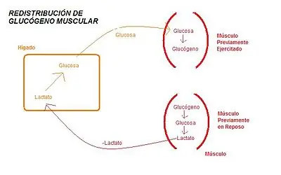 enzima
