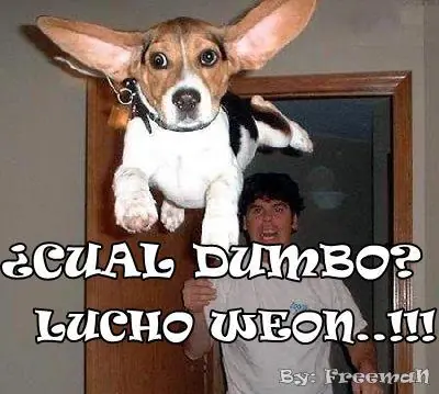 caniche