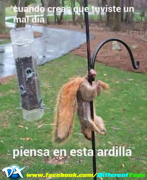 imagenes chistosas