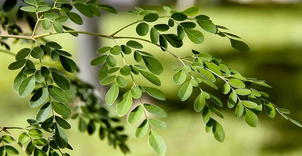 La moringa y todos sus beneficios
