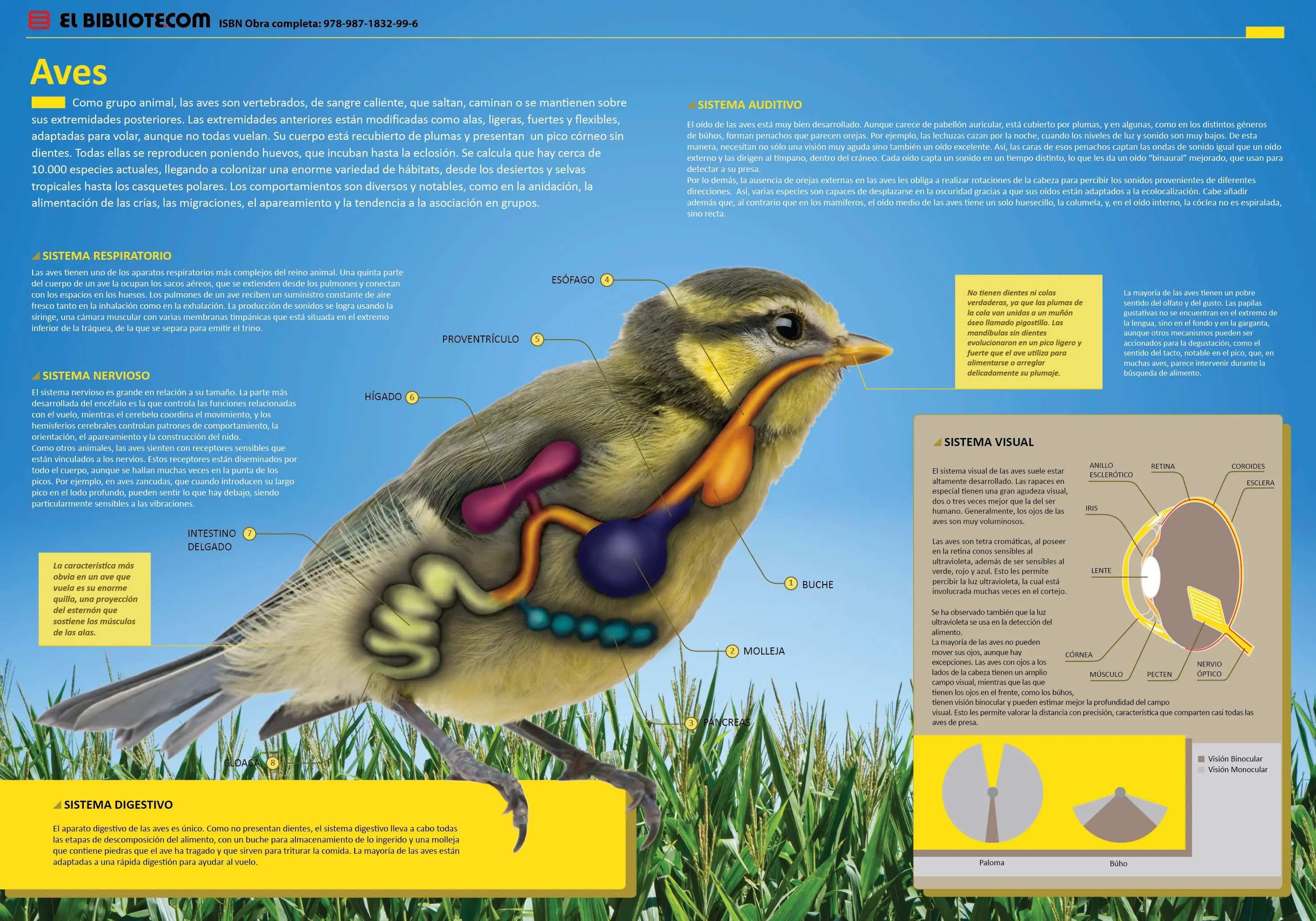 Infografias impecables "para tu hijo" lince maniat