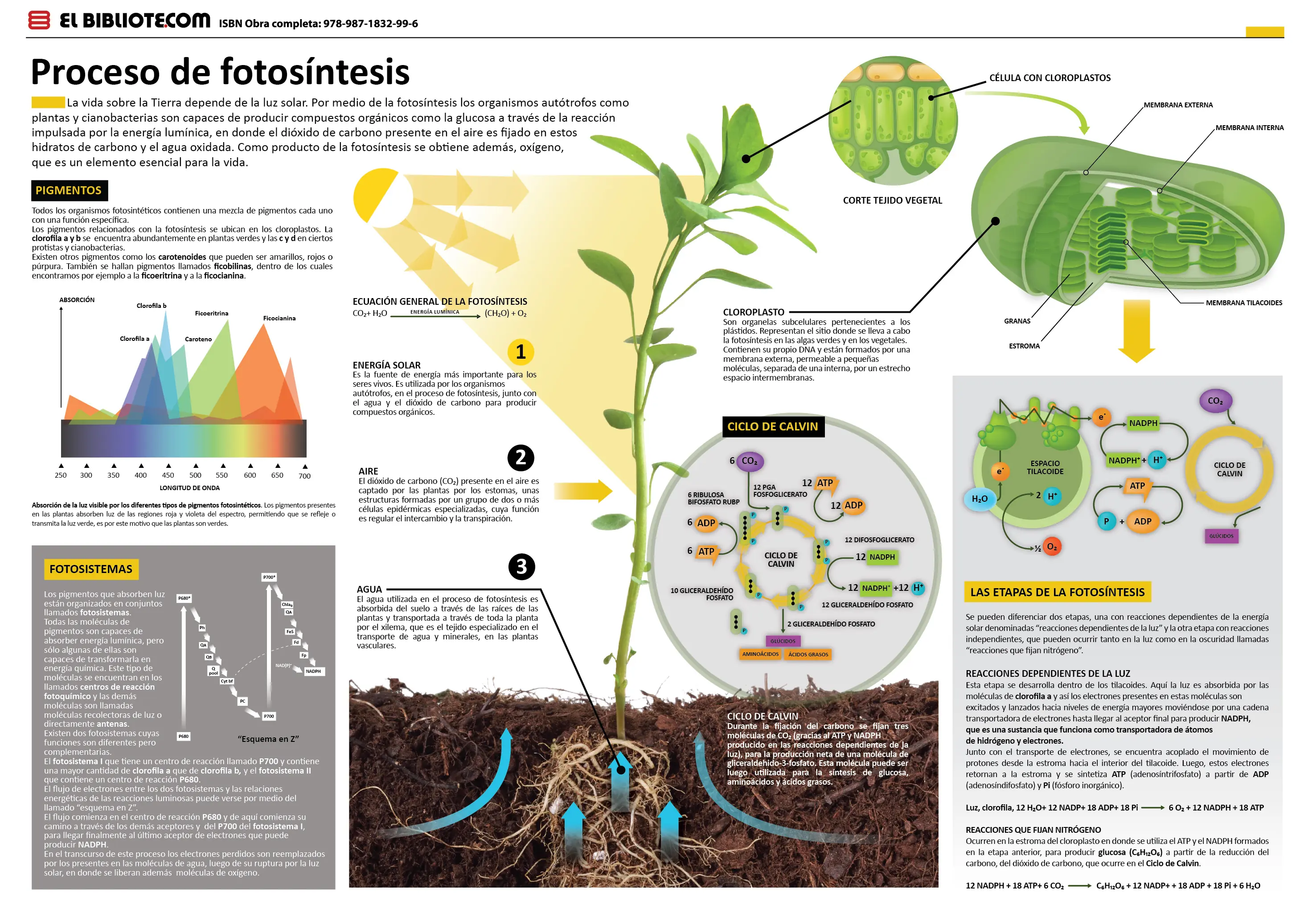 Infografias impecables "para tu hijo" lince maniat