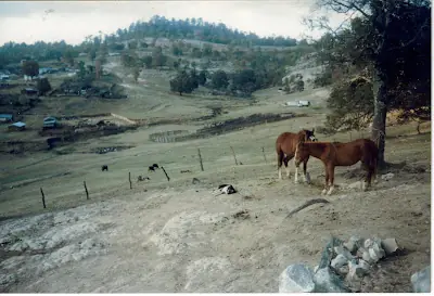 jalisco