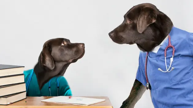 Perros doctores detectan tumores tempranos
