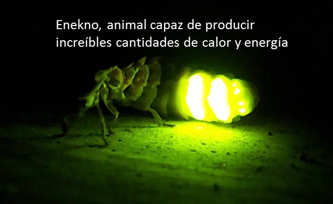 dimensiones