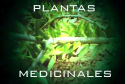 Plantas medicinales de la época colonial