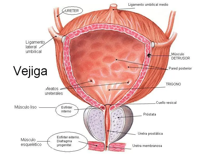 Las mejores curiosidades de tu cuerpo