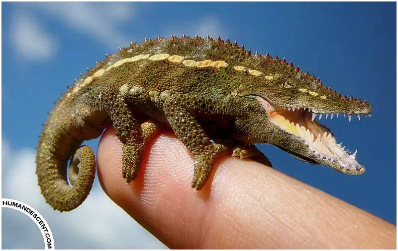 La Magia Del Photoshop En Animales