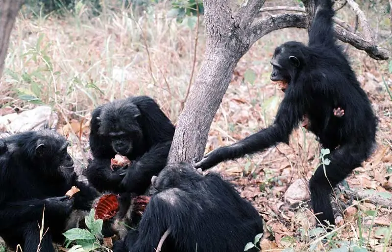 monos