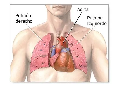 Las mejores curiosidades de tu cuerpo