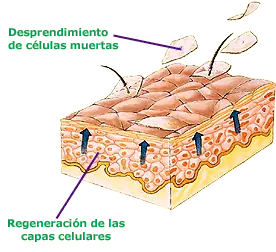 Las mejores curiosidades de tu cuerpo