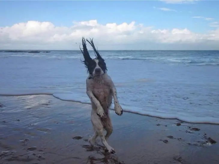 Humor: 30 fotos de Perros que simplemente NO tienen explicac