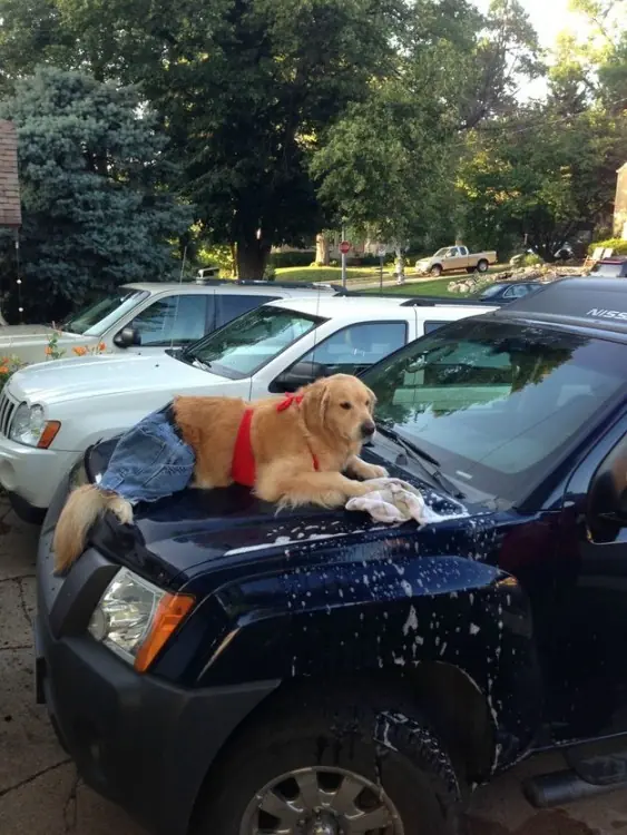 Humor: 30 fotos de Perros que simplemente NO tienen explicac