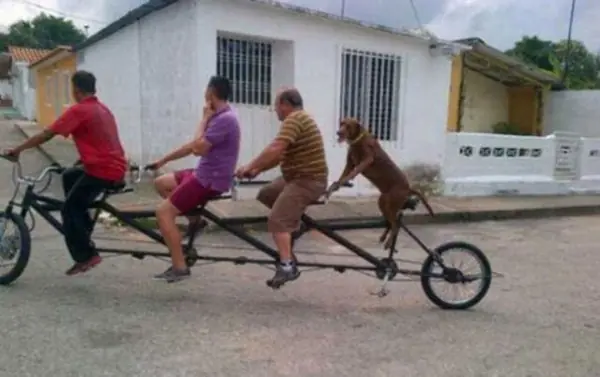 Perros