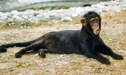 La Magia Del Photoshop En Animales